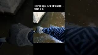 家の150㎝水槽に川で捕獲した華麗なタイリクバラタナゴを投入してみた！#shorts