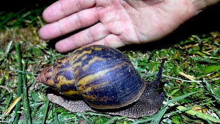 Encounter a very dangerous giant snail in the deep African region!