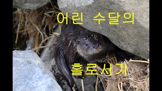 어린 수달의 홀로서기 4K 드론영상