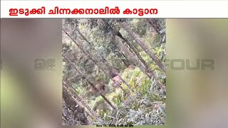 ഇടുക്കി  ചിന്നക്കനാലിൽ കാട്ടാനക്കൂട്ടം കൃഷി നശിപ്പിച്ചു | Idukki | Elephant