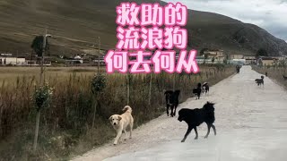 一人一羊一鸽子全国自驾游，救助的小狗一周会有多大的变化？