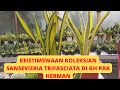 KEISTIMEWAAN KOLEKSIAN SANSEVIERIA TRIFASCIATA DI GH PAK @Keunikansansevieria