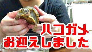 【お迎え動画】ハコガメをお迎えしました