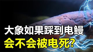 鱷魚面對電鰻毫無辦法，那如果是大象踩到電鰻，結果又會如何呢？