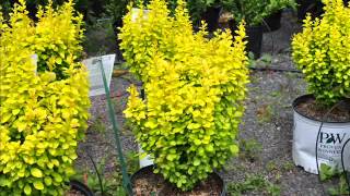 Gold Pillar Barberry