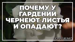 Почему у гардении чернеют листья и опадают? | toNature.Info