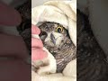 ／✅ フクロウ 嘴・爪のメンテナンス🦉✨👉akiba2960.com jp maintenance ＼ アフリカワシミミズク 秋葉原 鳥 カフェ owl owlcafe