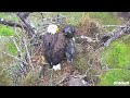 356🦅swfl eagle nest／f23💗m15／southwest florida eagle cam