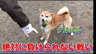 柴犬ハナ ママの連続ビンタに激おこ！でも離しません！【かわいい】-- Shiba doesn't pass ball --