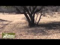 Duiker Hunting in Namibia