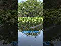 EVERGLADES PARK .Keep watching the allegator While airboating . #evergladesnationalpark  #shorts