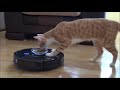 two cats and one common enemy robot vacuum pushes cat under couch uncut