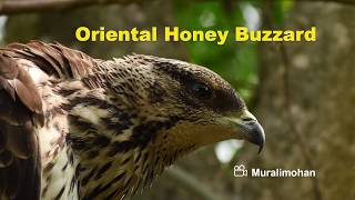 ORIENTAL HONEY BUZZARD attacks Bee Hive