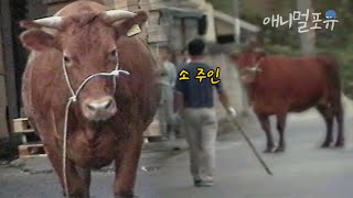 도축장에 가기 싫어 탈출한 황소의 최후.. | KBS 특종 사건파일 011031 방송