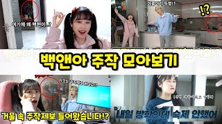 주작 다 걸렸습니다!? 백앤아 주작 모아보기