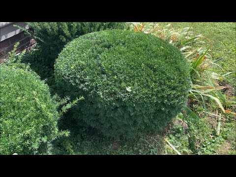 What is a dense yew?