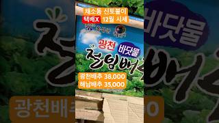 💥2024 12.절임배추 가격#남촌농산물도매시장 #택배 안돼요