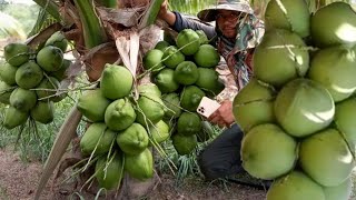 Coconut 4 years 6 months_ដាក់កំបោរកសិកម្ម