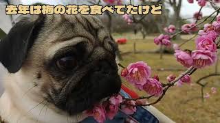 【pug】パグ犬　茶漬日記79 2022. 1.30（梅見）