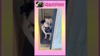 【犬が反省】怒られたらちゃんと反省ができるパグ