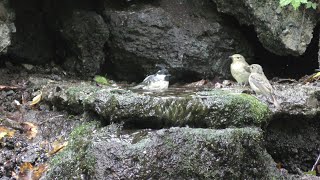 山中湖 大洞の泉のヒガラとキビタキ（若鳥）とオオルリ（雄・幼鳥）その２（4K動画）