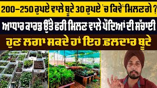 200-250 ਰੁਪਏ ਵਾਲੇ ਬੂਟੇ 30 ਰੁਪਏ 'ਚ ਕਿਵੇਂ ਮਿਲਣਗੇ? ਆਧਾਰ ਕਾਰਡ 'ਤੇ ਫਰੀ ਮਿਲਣ ਵਾਲੇ ਪੌਦਿਆਂ ਦੀ ਸੱਚਾਈ