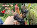 Fourteen Week Old Serama Chick Update | Tiny Chicken | Micro Chicken #serama #chicken #raisingchicks