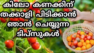 കിലോ കണക്കിന് തക്കാളി പിടിക്കാൻ ഞാൻ കൊടുക്കുന്ന വളപ്രയോഗം ടിപ്സുകൾ #thakkalikrishi