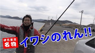 伊万里湾にてサビキ釣り【つり具のまるきん釣り情報】