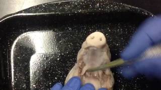 Pig Dissection Day 1 - Mouth