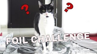 Do Cats Walk On Foil? An Experiment