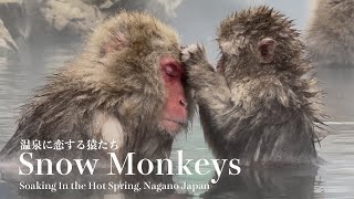 Snow Monkey Resort Experience 2025 / Adorable Snow Monkeys Soak in the Hot Spring!!