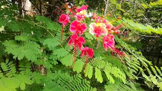 Paradise flower (Caesalpinia pulcherrima) #flowers #plants