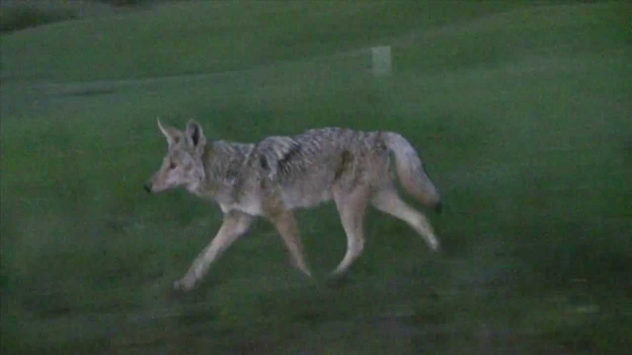 Coyote Walk On By - YouTube