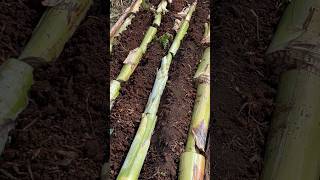 Have you heard of PERENNIAL GARDEN BED? How to mulch your garden bed.