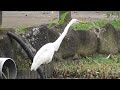 【エサ探しに懸命！】ダイサギ＆チュウサギ　きょうの浮間公園１（２０２４年１１月１１日（月）撮影）