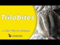 Trilobites | A New Way to Museum