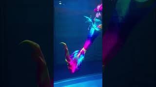 When I went to visit a beautiful mermaid show in Kochi!! #mermaid #kochi #kochishorts #mermaidgirl