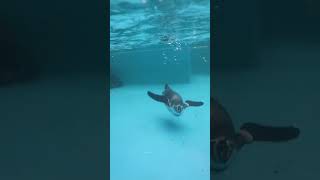 フンボルトペンギン達の水中での様子