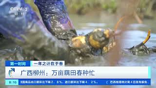 [第一时间]一年之计在于春 广西柳州：万亩藕田春种忙|CCTV财经