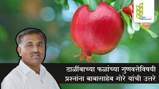 Pomegranate - डाळींबाच्या फळांच्या गुणवत्तेविषयी प्रश्नांना बाबासाहेब गोरे यांची उत्तरे