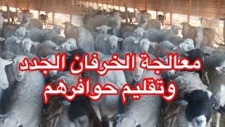 طريقة استقبال الاغنام الجديدة بالمزرعة  في أمريكا إعطاء الدواء وتقليم الحوافر 🇲🇦🇺🇸