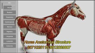 Horse Anatomy