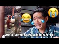 WEH KESIAN KAMBING TU 😭 REACT TIKTOK KAMBING VIRAL 😂