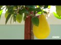 How to Pollinate Indoor Citrus - CHOW Tip