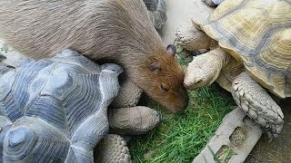 カピバラさんの食べっぷりにカメさんも｢・・・｣ ‐ Capybara ate too much - 神戸どうぶつ王国