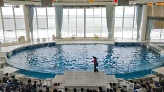 アクアワールド茨城県大洗水族館　イルカ・アシカ　オーシャンライブ　2023.04.06　12:30～