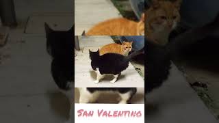 ニャンとロマンチックなバレンタインデー *Meow Saint Valentine *Mici Baci San Valentino