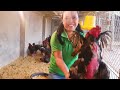 raise dong tao chicken for breeding chicken harvest egg soson farm