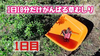 1日10分だけがんばる草むしり【1日目】